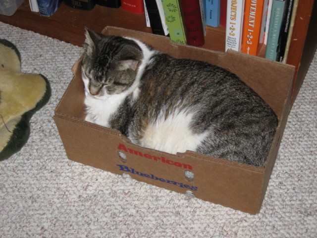 5ad89467ed613_2012fredsnoozinginblueberrybox19jun(Small).jpeg.251dd2495ee0c9b2394e608e873df8ca.jpeg