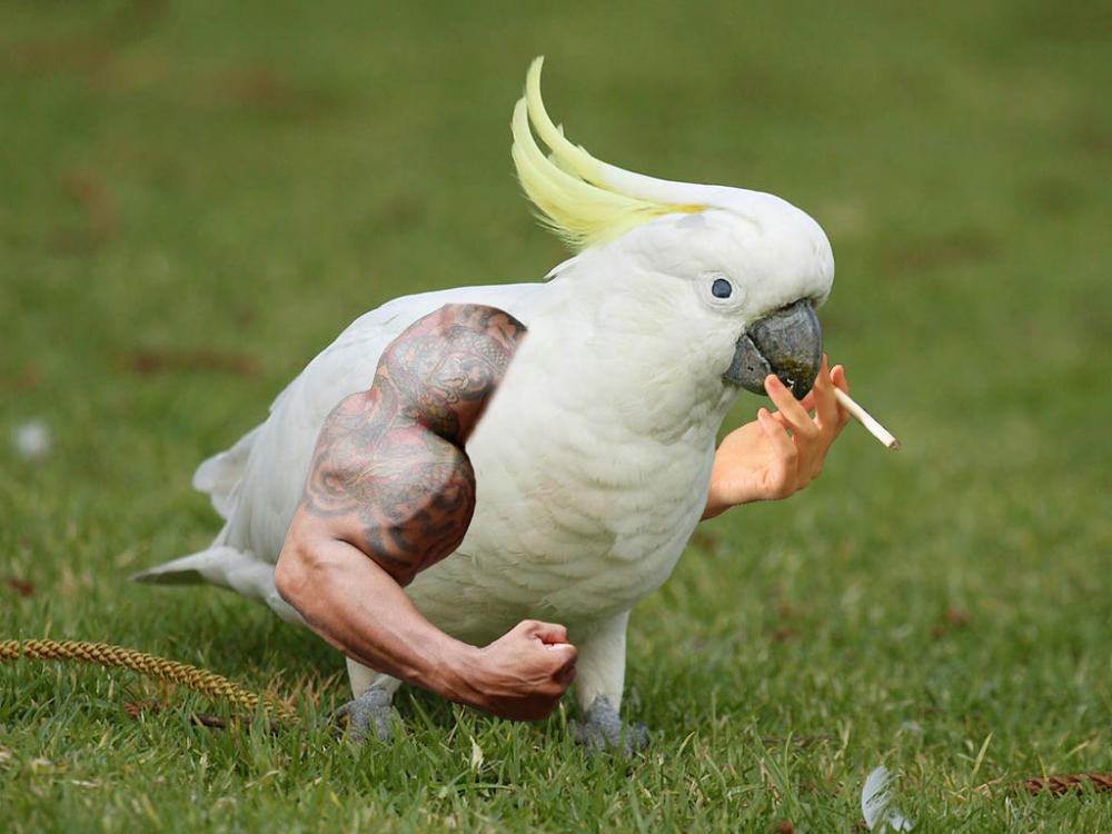 a_cockatoo_with_arms_by_darksack100_d9lxfbe-fullview.thumb.jpg.b38aa34547afa001816a6a8e61cb38d6.jpg